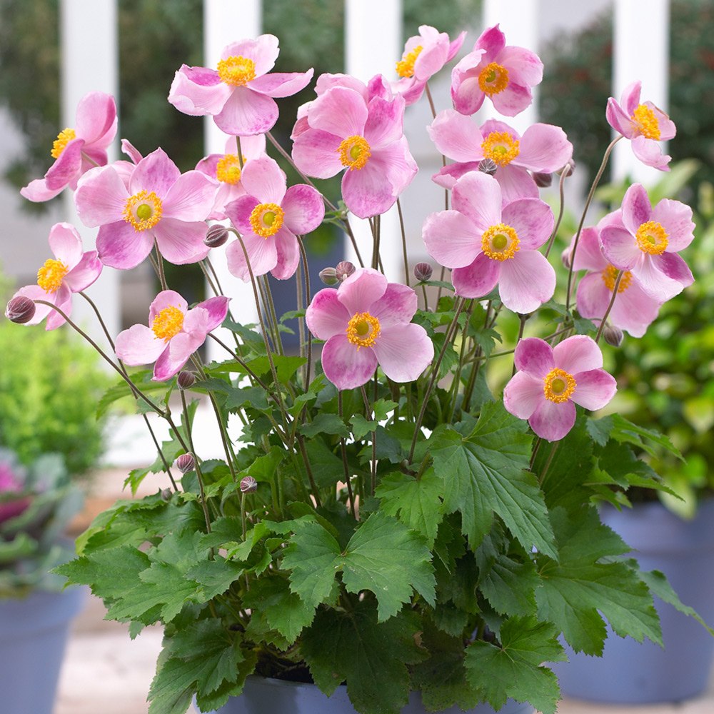 Anemone hupehensis 'Little Princess'